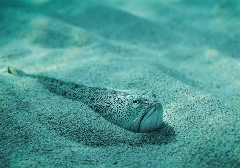 Muravera, 15enne punto al viso da un pesce ragno: necessario l’elisoccorso