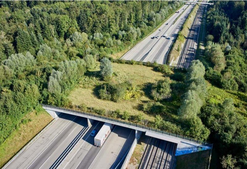 Strade killer, la verità scomoda: colpa di cervi e cinghiali? I numeri dicono altro: il pericolo vero è l