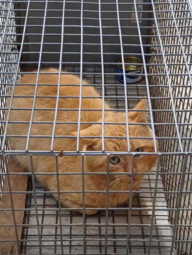 Sassari, trappola per gatti nell