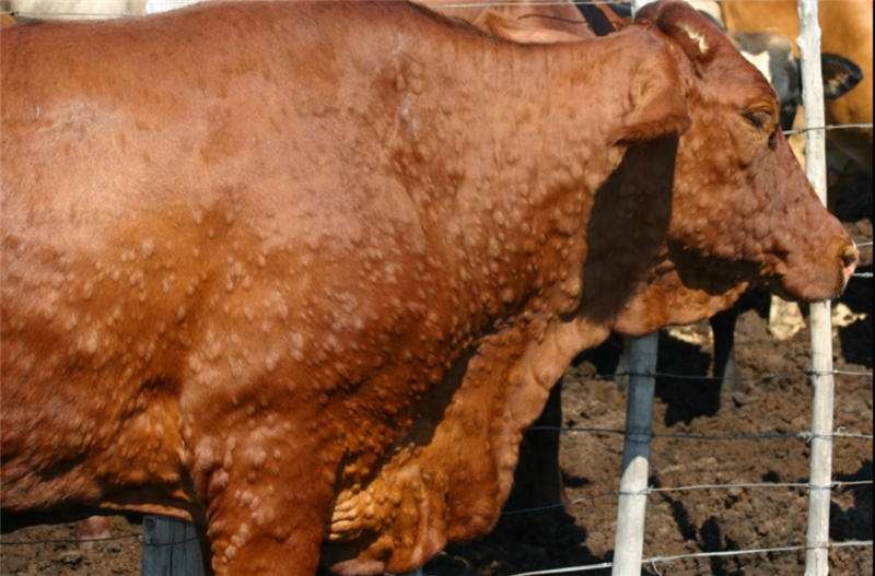 Un vitello, il virus e la burocrazia: la nuova via crucis degli allevatori nel Sarrabus