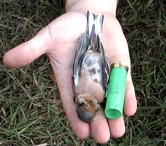 Mentre il mondo brucia, la politica imbraccia la doppietta: l