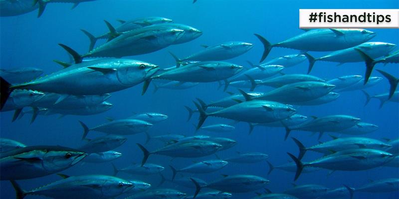 Pesca del tonno record a Bosa: Pescatori festeggiano il trionfo