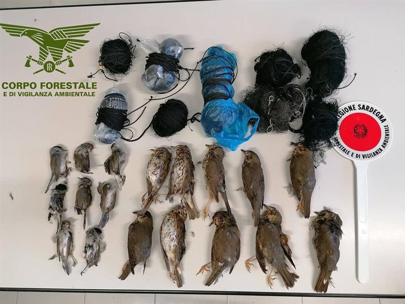 Trappole nei boschi e 150 uccelli sequestrati: la Forestale smantella una rete di bracconieri nel Sulcis