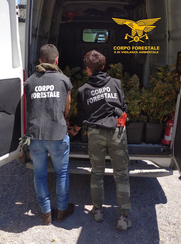 Sarroch: Sequestrate 209 piante di canapa, arrestato il proprietario