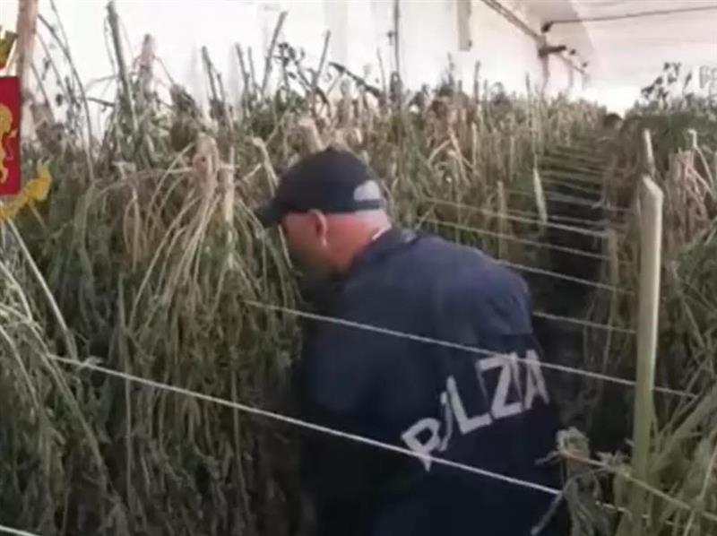 Orosei: Sequestrati 20 Kg di marijuana durante un'operazione di polizia