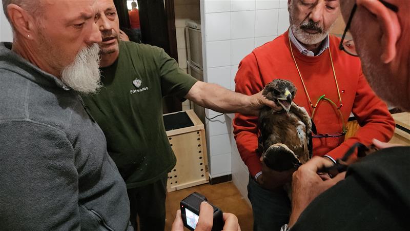 Tepilora: sei giovani aquile di Bonelli dalla Spagna per la reintroduzione in Sardegna