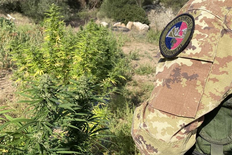 Trovata piantagione di marijuana in casa: arrestato un 40enne a Tortolì