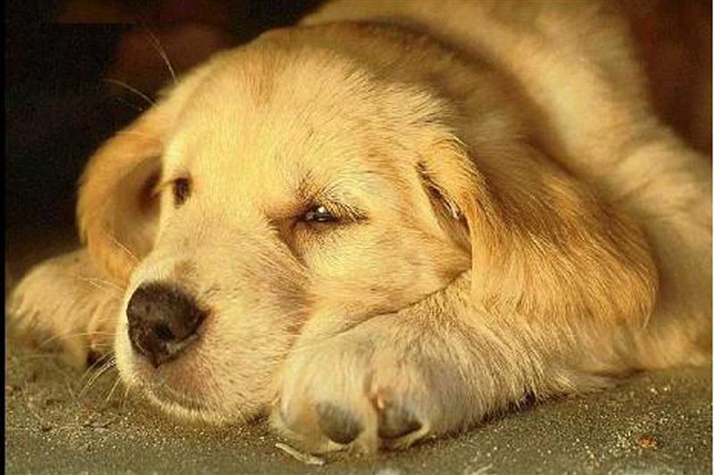 Sassari, microchip gratis in via Poligono: 40 posti, chi prima arriva entra