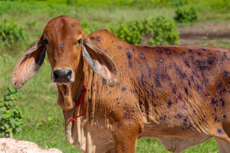 Macomer, venerdì 18 luglio: riunione straordinaria degli allevatori. Il Centro Studi Agricoli: “La Regione si assuma le sue responsabilità”