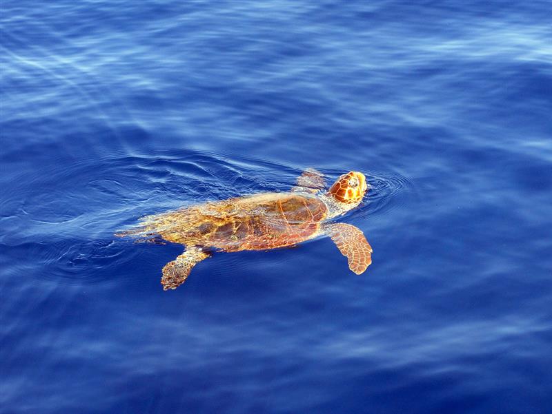 Arbus, Lady Gaga torna al mare: la tartaruga Caretta caretta liberata tra gli applausi