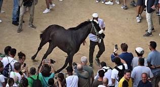 A Siena vince ancora un cavallo sardo nel Palio dell’Assunta