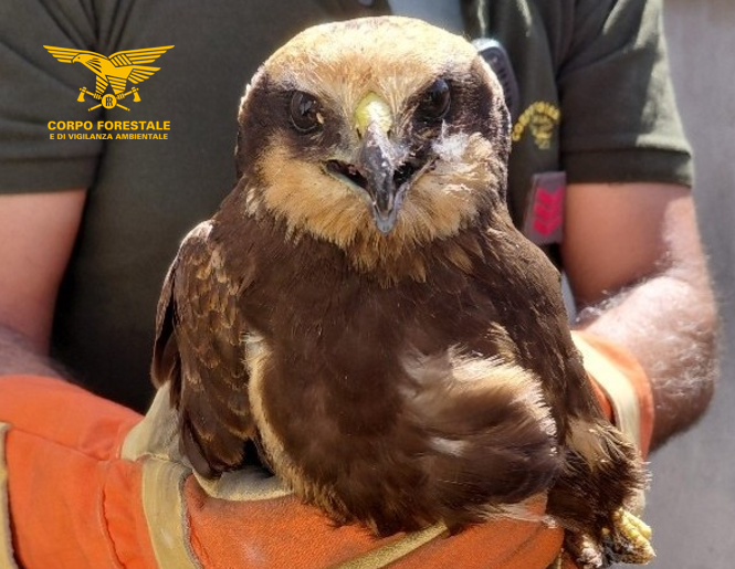 Siapiccia, falco di palude soccorso e salvato