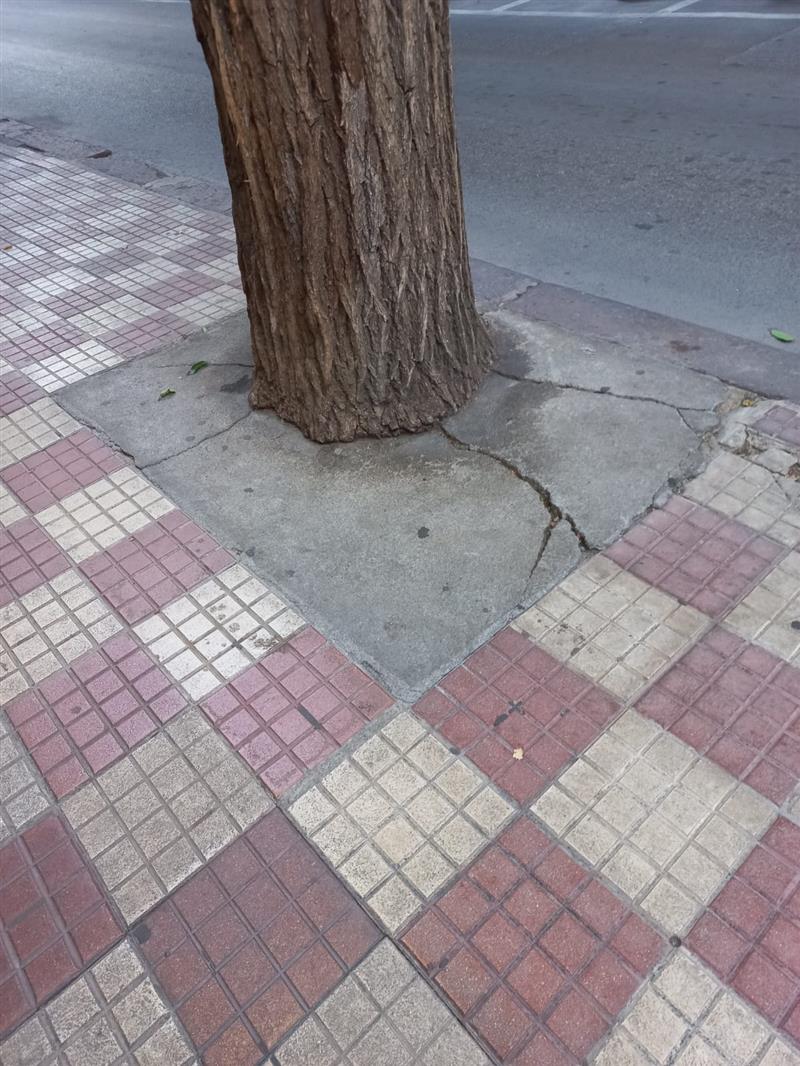 Alghero, Mulas richiama l’attenzione: «Un albero strozzato dal cemento in via Sassari»