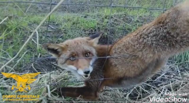La Guardia Forestale mette in salvo una volpe - Preziosa disponibilità dei "ranger" di Sardegna (video)