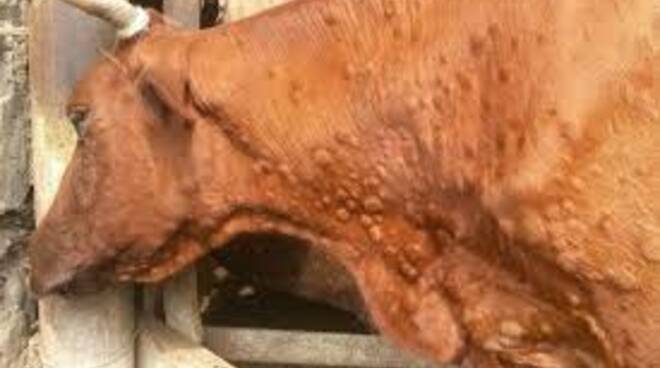 Dermatite bovina, la revoca che non libera: Confagricoltura Sardegna denuncia uno stallo che pesa sulla zootecnia