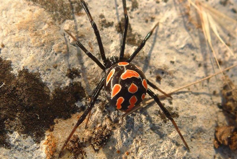 L’argia, il ragno del demonio e il suo ballo: quando in Sardegna si danzava per scacciare la morte
