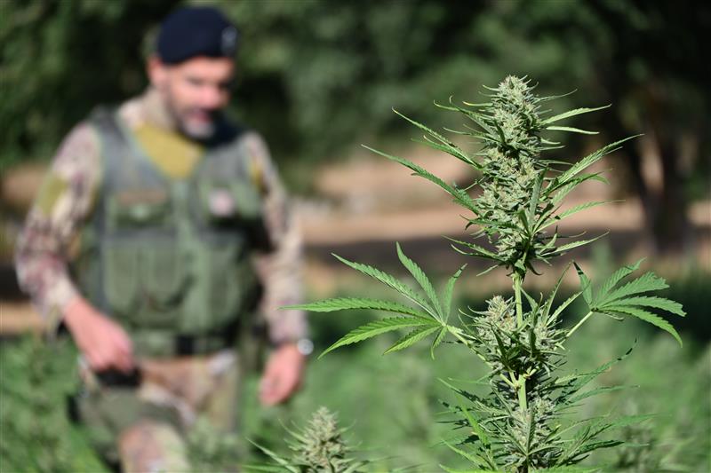 Talana, Villagrande e Tortolì: scoperte tre piantagioni di marijuana, due arrestati vicino all’aeroporto