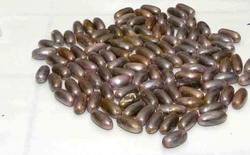 Ovuli di hashish