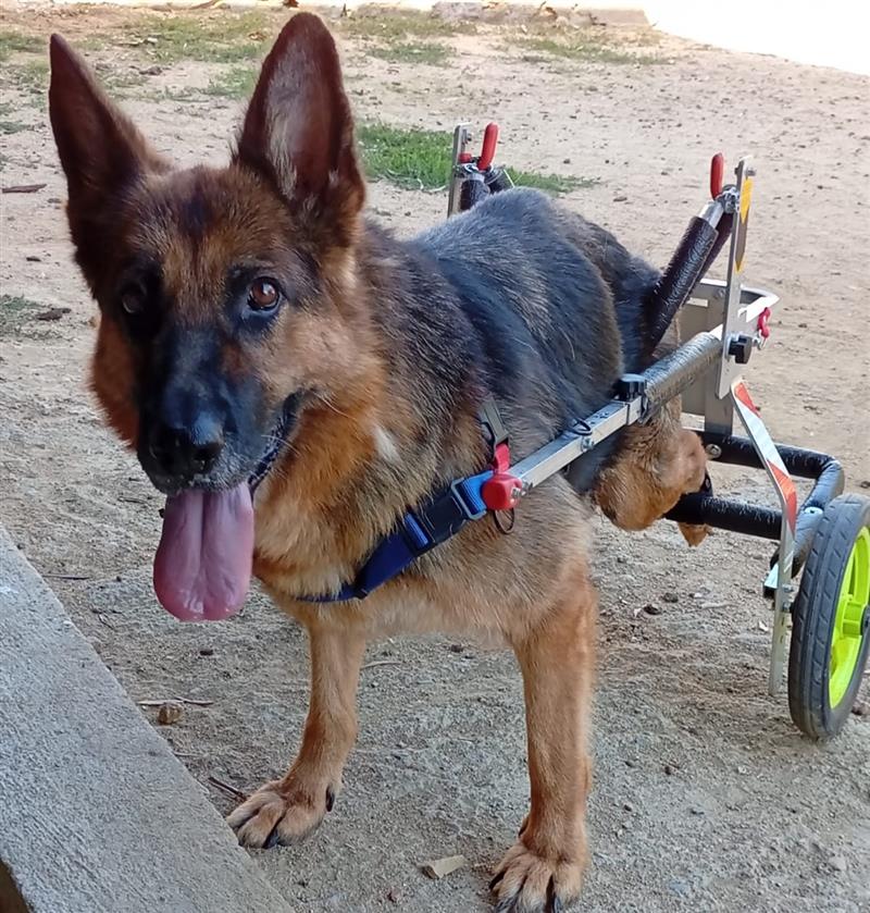 Lia, il pastore tedesco disabile che cammina su due ruote cerca una bella adozione del cuore