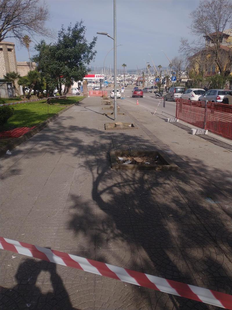 Motoseghe a marzo: Mulas frena sui tagli degli alberi ad Alghero. "Prima puliamo le pinete e piantiamo nelle aiuole vuote"