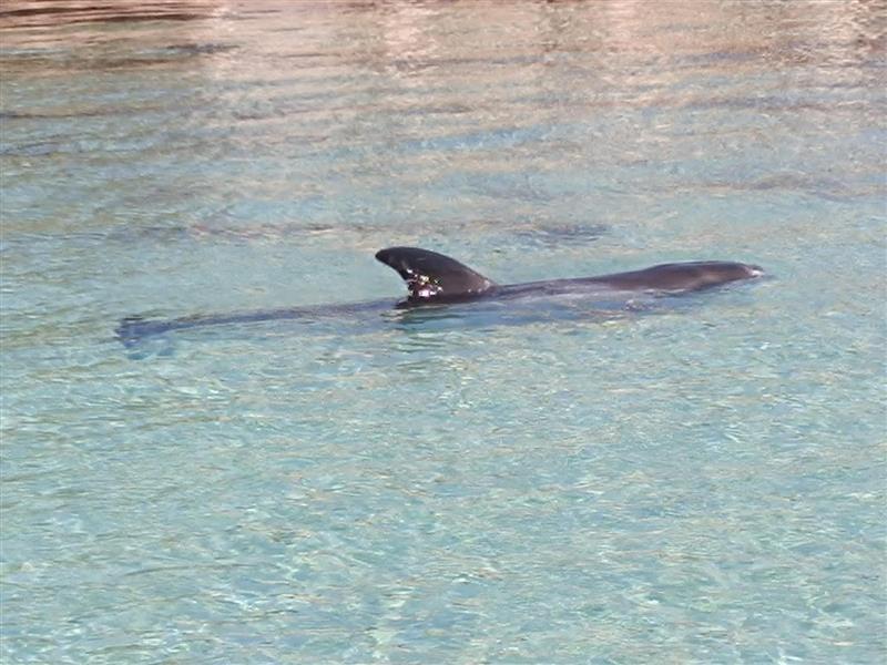 Allarme a Fertilia: un delfino Grampo disorientato a riva. Scatta il divieto di avvicinamento