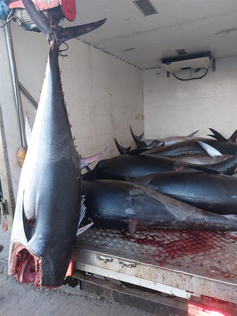 Teulada: maxi sequestro di tonno rosso al porto, sanzioni per 5.400 euro