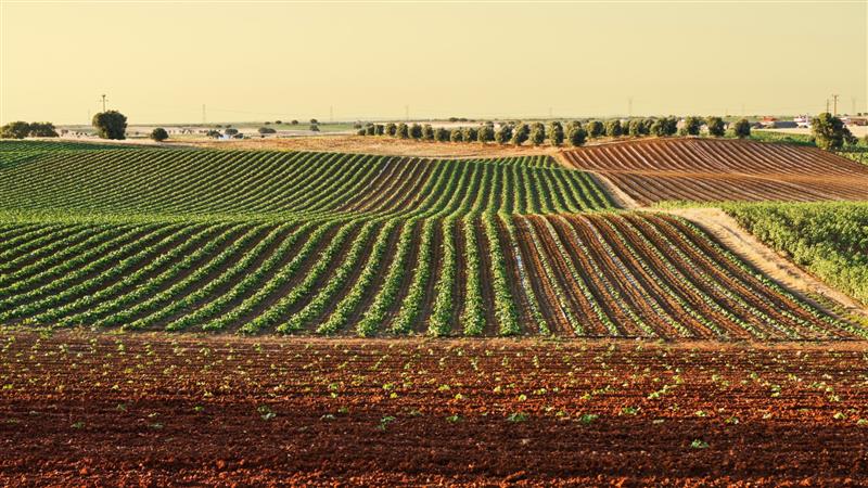 La Regione sblocca quattrocentomila euro per blindare i prodotti agricoli tradizionali e frenare l