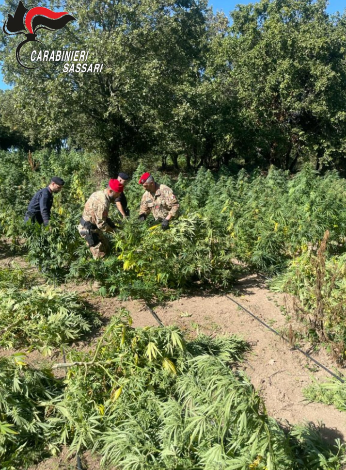 Oschiri, piantagione di cannabis sul Coghinas: tre arresti