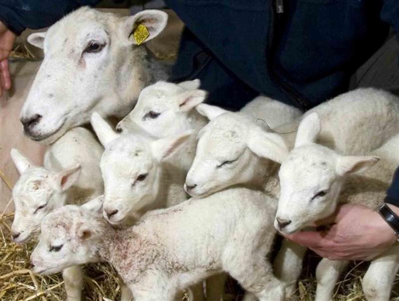 Il 2021 è stato il migliore degli ultimi 20 anni per l’agnello sardo