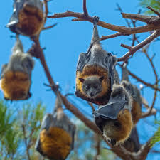 Pipistrelli a scuola: La bonifica non basta a Tuili