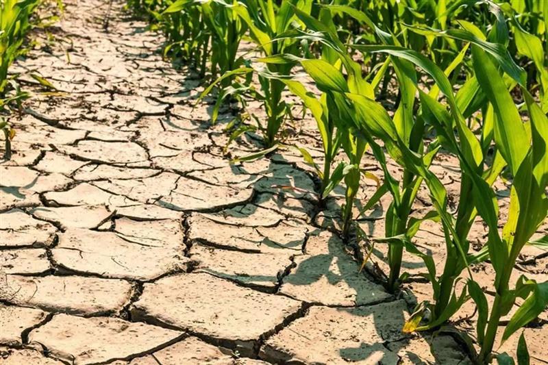 Siniscola, la siccità fa impazzire: agricoltore spara agli operai del consorzio di bonifica