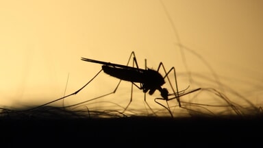 Quinto caso di West Nile nell’Oristanese