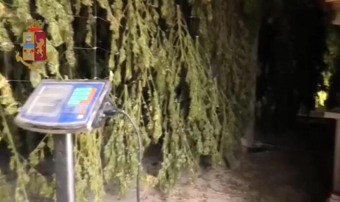 Un "Orto" da 600.000 Euro: Piantagione segreta a Gonnesa