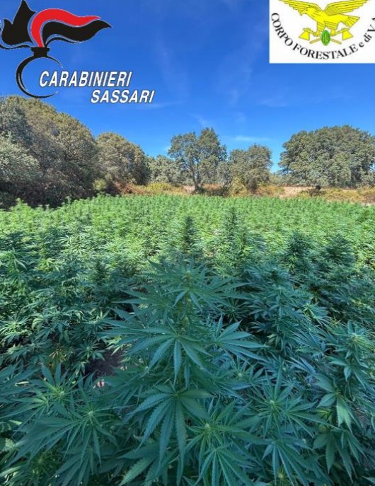 Tempio Pausania, blitz dei Carabinieri: sequestrate 1.200 piante di cannabis, un arresto
