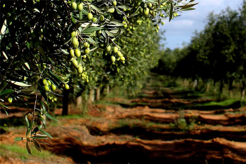 Alghero, pioggia di premi per la famiglia Fois al WineHunter 2025