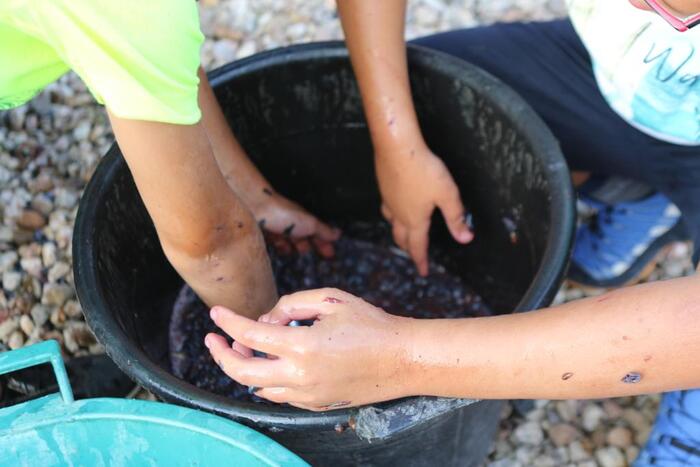 "Cantine aperte in vendemmia": Una celebrazione della tradizione vinicola sarda