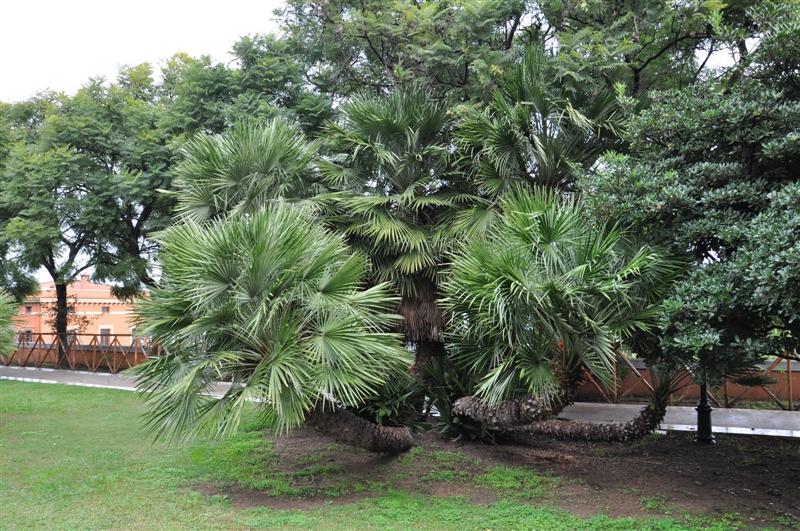 La palma nana, Chamaerops Humilis, Giardini Pubblici, Cagliari, Sardegna