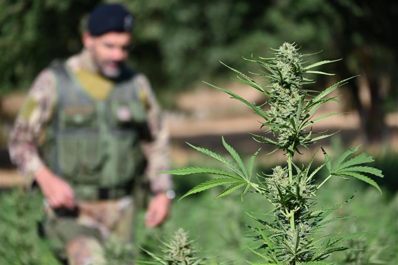 Due piantagioni di cannabis scoperte nel Nuorese: arresti a Onanì, indagini anche a Lula.