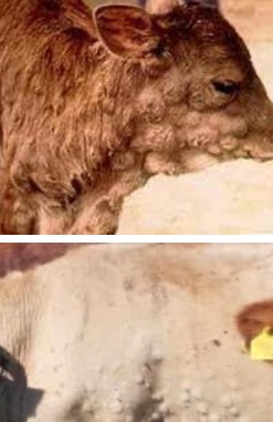 Virus mai visto prima in Sardegna: i bovini sotto assedio, Nuorese blindato