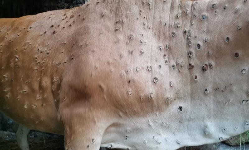 Bartolazzi sul primo caso di Lumpy Skin Disease in Sardegna: “Attivati subito i protocolli, decisiva la collaborazione degli allevatori”