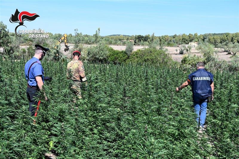 Oristano, operazione “Sirio”: scoperta maxi piantagione di marijuana, quattro arresti