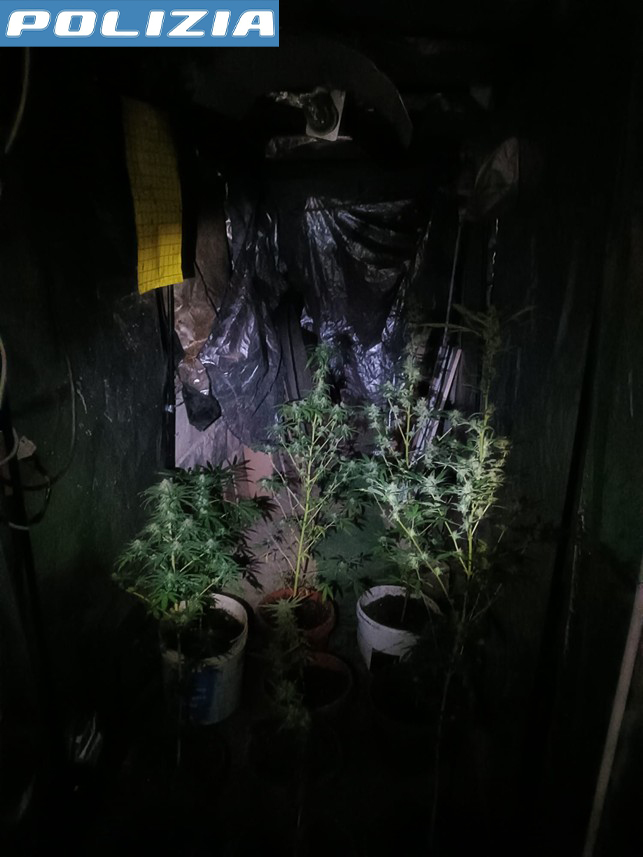Sassari, scoperta serra artigianale: denunciato un uomo, sequestrate 22 piante di marijuana