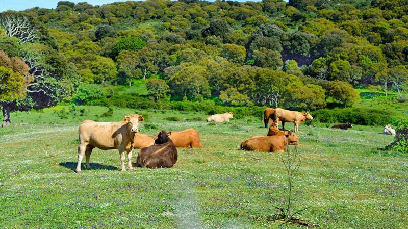Bari, la Sardegna chiede la revisione delle restrizioni per la dermatite nodulare bovina