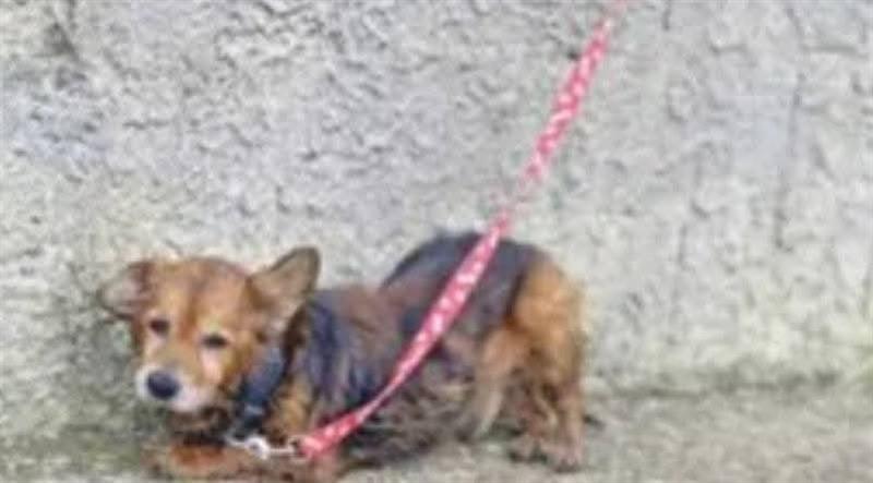 L'osservatorio di Guerrini: La storia di Napoleone