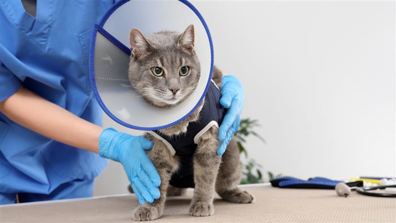 Randagismo e bisturi, duemila sterilizzazioni in Sardegna. La guida di Monica Pais