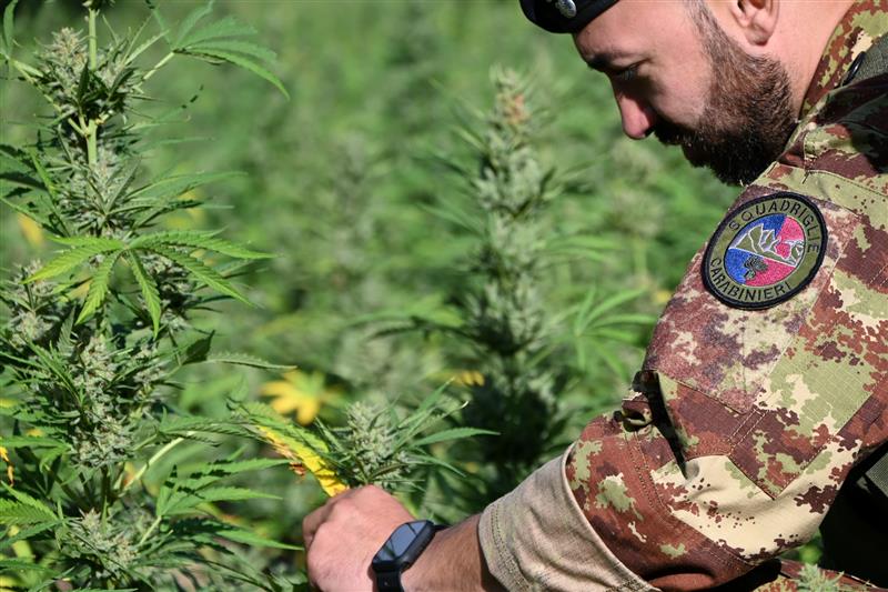 Loculi, coltivavano 400 piante di marijuana: arrestati due uomini