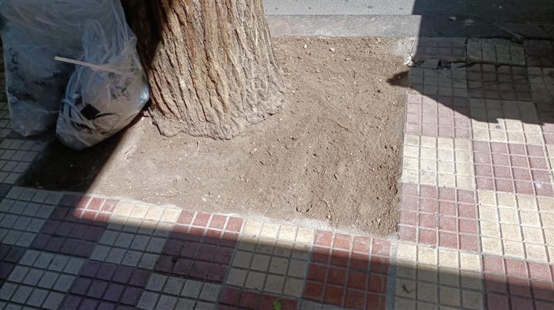 Alghero: liberato l’olmo di via Sassari dopo la segnalazione di Mulas