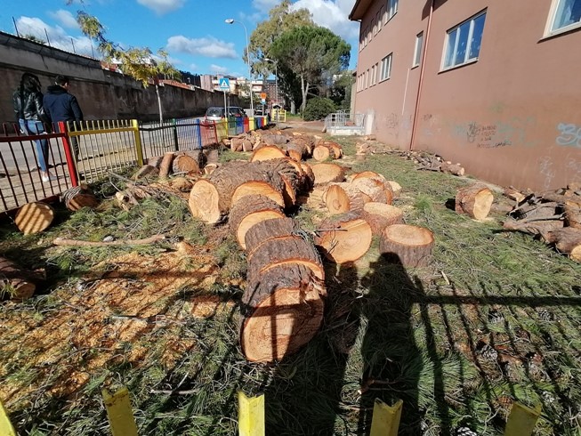 GrIG: Perché tagliare i Pini della Scuola Elementare di Via Tenente Cacciarru, a Iglesias?