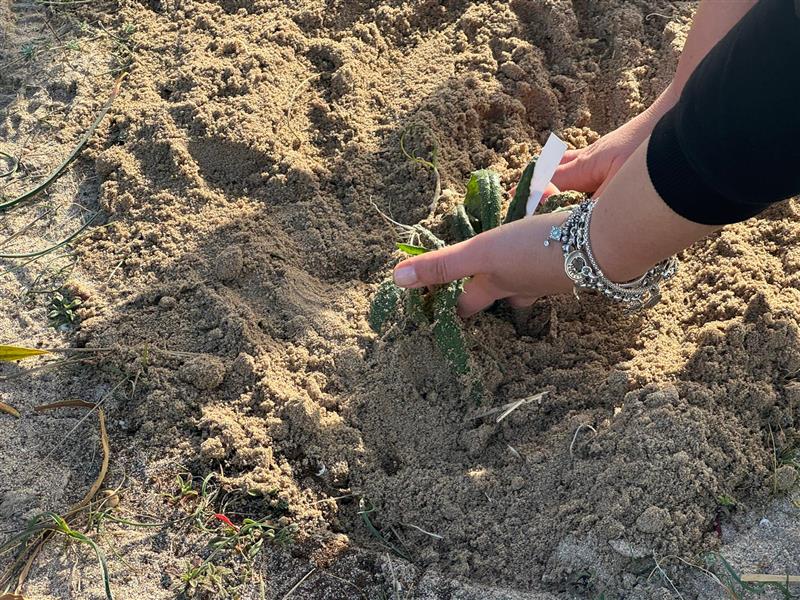 Alghero: tutti uniti per salvare l'Anchusa sardoa a Mugoni