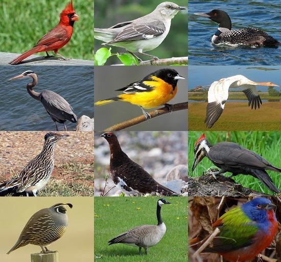 Le dimensioni degli uccelli sono in calo - colpa del caldo e dei cambiamenti climatici